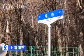 真想不到！这条路成了魔都新年“最牛”打卡点！还有这些“牛哄哄”的路你知道吗？图片