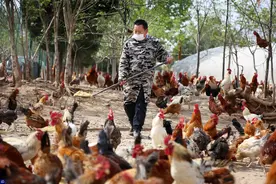 大叔养13000只鸡，全都听着广场舞音乐长大，如今滞销俩月亏12万图片