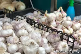 为何大蒜放在超市不发芽，买回家没几天就发芽？原来门道多着呢图片