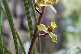 长得好好的兰花盆栽，这几天突然有叶子发黑是怎么回事？图片