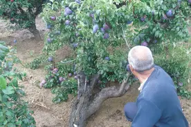 以前高高在上吃不起，国产种植以后卖不动，消费者：被骗多次图片