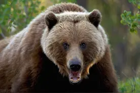 老太救濒死的小熊 小熊长大救患病老人 但后来熊和老人却都丢了图片