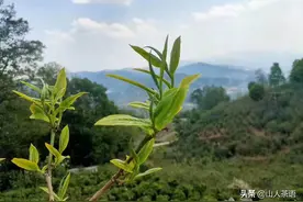 关于普洱茶的鲜叶采摘，你所不知道的那些事儿图片