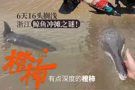 6天16头鲸鱼搁浅之谜：为何去浙江？声呐为何不好用了？图片