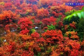 散文欣赏：珏山红叶醉心眸图片