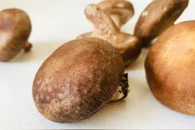 香菇干品、鲜品啥区别？哪个更营养？咋挑选？怎样清洗？一文读懂图片