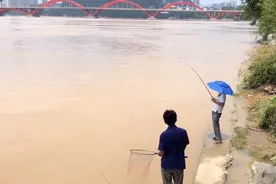 柳江发大水，“巨型芝麻剑”现身被人钓获，路人：几千到手了图片