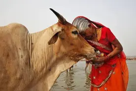 神奇的国家！印度用牛屎和牛尿做“美食”，还想将这两样卖到中国图片