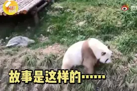 七仔有望当爸爸啦！棕色大熊猫七仔有望产生后代图片