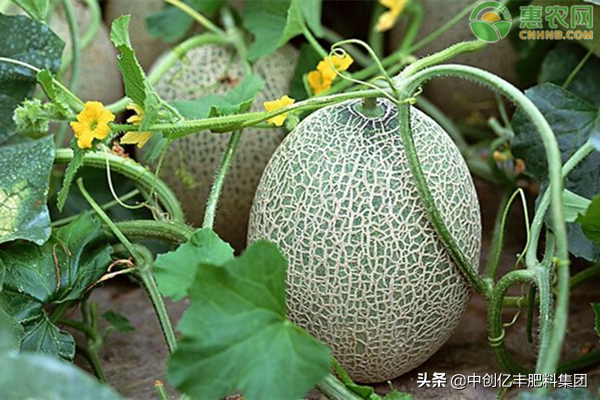 哈密瓜膜下滴灌技术
