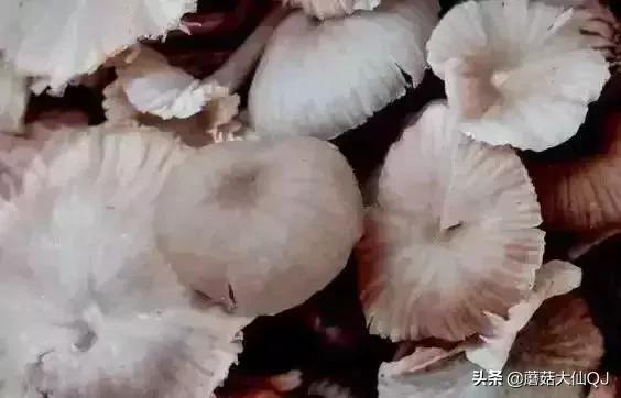 楚雄市南华县舌尖盛宴——菌子大全