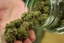 「禁毒科普」你真的认识大麻吗？图片