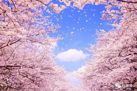 樱花园里的樱花凋谢后没有满树樱桃图片