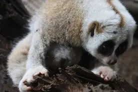 全国首例！人工养殖条件下的蜂猴宝宝出生了，这么可爱能养吗？图片