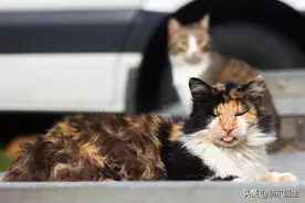 ​猫热得吐舌头萌上热搜，主人：其实它很痛苦图片