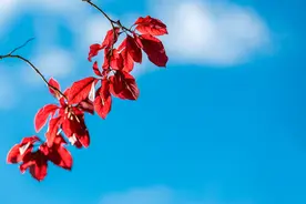 别等吃亏后才明白：婆媳相处，聪明的女人“三不做”图片