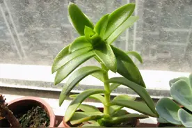 家中光照差别养8种多肉，它们容易变成“豆芽菜”，没有观赏价值图片