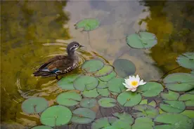 本是天庭粉红仙, 倾心一恋动尘寰 花果园中心公园睡莲绽放图片