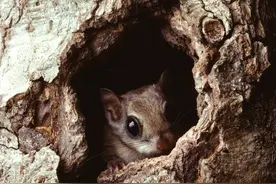 独家报道：揭开佛罗里达州鼯鼠走私的黑幕图片