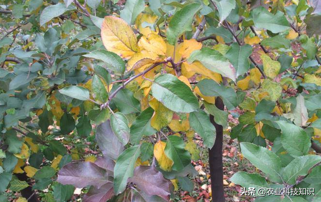 果树早期黄叶和落叶的原因及防控措施