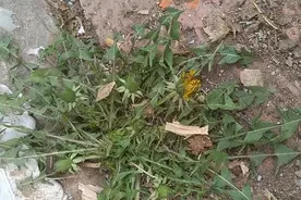 春回大地，路旁、公园内各种野菜已破土而出，你知道它们都叫什么名字吗？图片