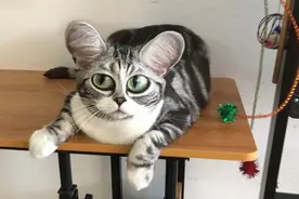 科学撸猫：盘点那些猫咪不能吃的食物，这些低级错误千万不要犯图片