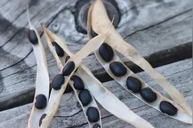 传闻中补肾佳品黑豆，这3种人别乱吃图片