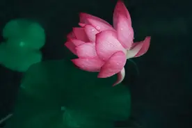 又到荷花季，手机怎样拍出有意境的荷花照片？图片