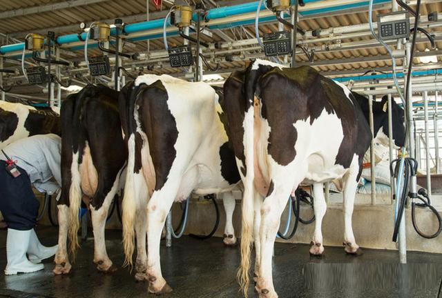 舌尖上的安全（8）——解读牛奶中的β-内酰胺酶