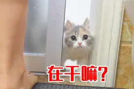 怎么区分你家的猫，把你当父母？ 还是把你当孩子？图片