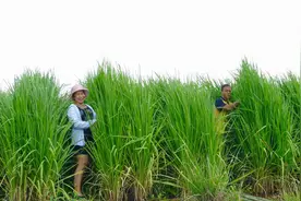 效益提高4倍，袁隆平梦想成真，重庆种出高2m超级稻，稻下可乘凉图片