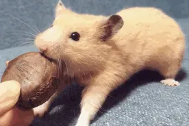 30岁男子被老鼠咬一口，没处理好，出大事了图片