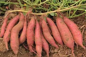 红薯栽苗要讲方法！结薯多长得旺，可以这样做图片