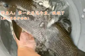 上海河道出现罕见青龙鲤，男子钓起后放生，网友：你刚失去1000块图片