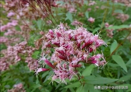 每日一中药——佩兰