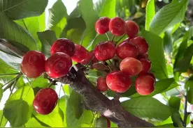 原来樱桃也有排名？樱桃的品种挑花眼，网友：好吃的都叫大连樱桃图片