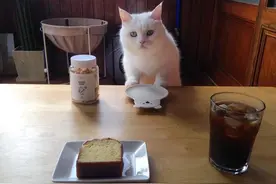 猫咪拉稀不用药怎么治图片