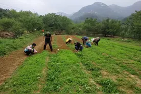 林地变药园 延庆大庄科乡黄土梁村找到一条奔小康的好路子图片