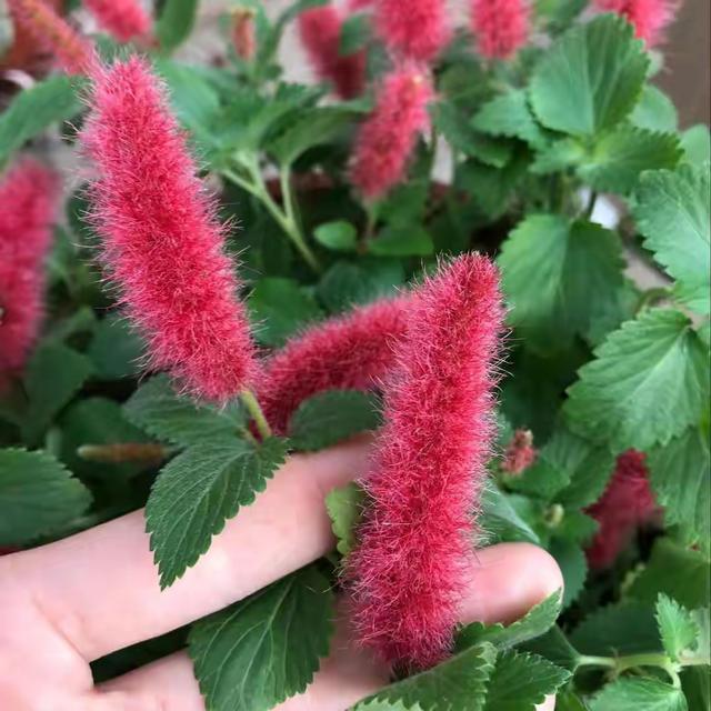 今年最流行的18种花，挂起来养，好看好养还不占地方