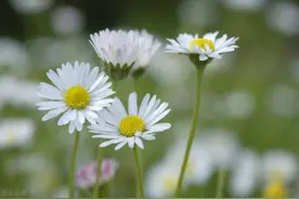 雏菊（下）图片