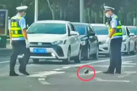 小刺猬误闯街头 交警双手捧走 上热搜图片