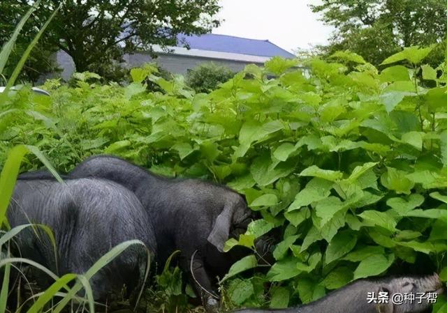 饲料桑，高蛋白牧草，耐刈割，能养出优质生态猪，增重快