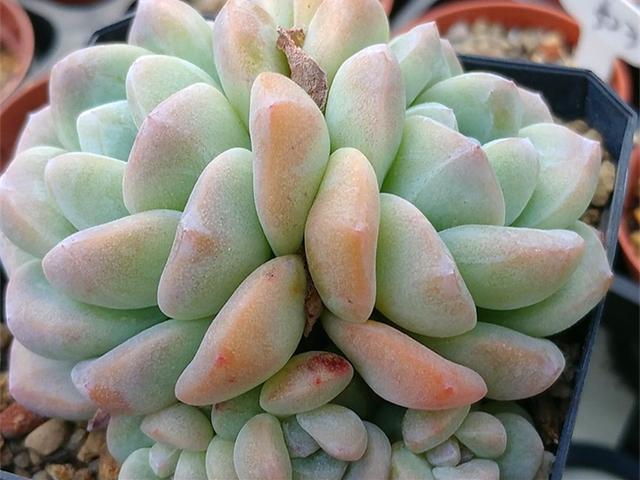 最近春天特别喜欢吉赛尔这个多肉品种,因为全状态的吉赛尔真的太好看