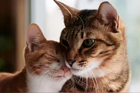 猫交配为什么叫声凄惨？狗为什么背靠背？人类和它们有什么不同？图片