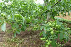 核桃进入成熟期，幼果却出现腐烂？分清原因，及早应对是关键图片