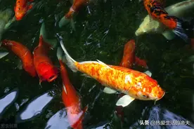 锦鲤烂嘴咋整好！患病不用愁，本篇提供锦鲤烂嘴治疗攻略图片