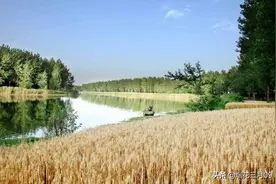 导演找刘炽给《我的祖国》谱曲刘炽：这歌词对不住伟大的抗美援朝图片