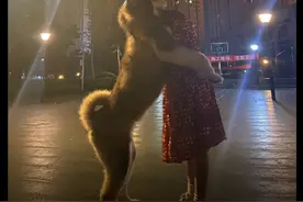 阿拉斯加到了掉毛期，女孩给它剃光了毛发后，狗没自卑她先崩溃了图片