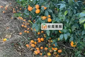 都要采摘了，还掉一地果，究竟是什么原因？图片