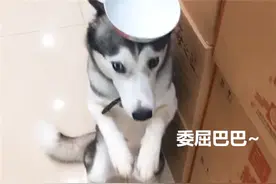 被三只哈士奇偷窥，邻居实在受不了，找到了主人：求你换个地养吧图片
